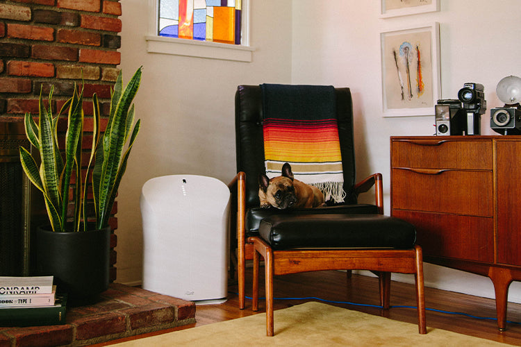 Rabbit Air BioGS 2.0 Ultra Quiet Air Purifier